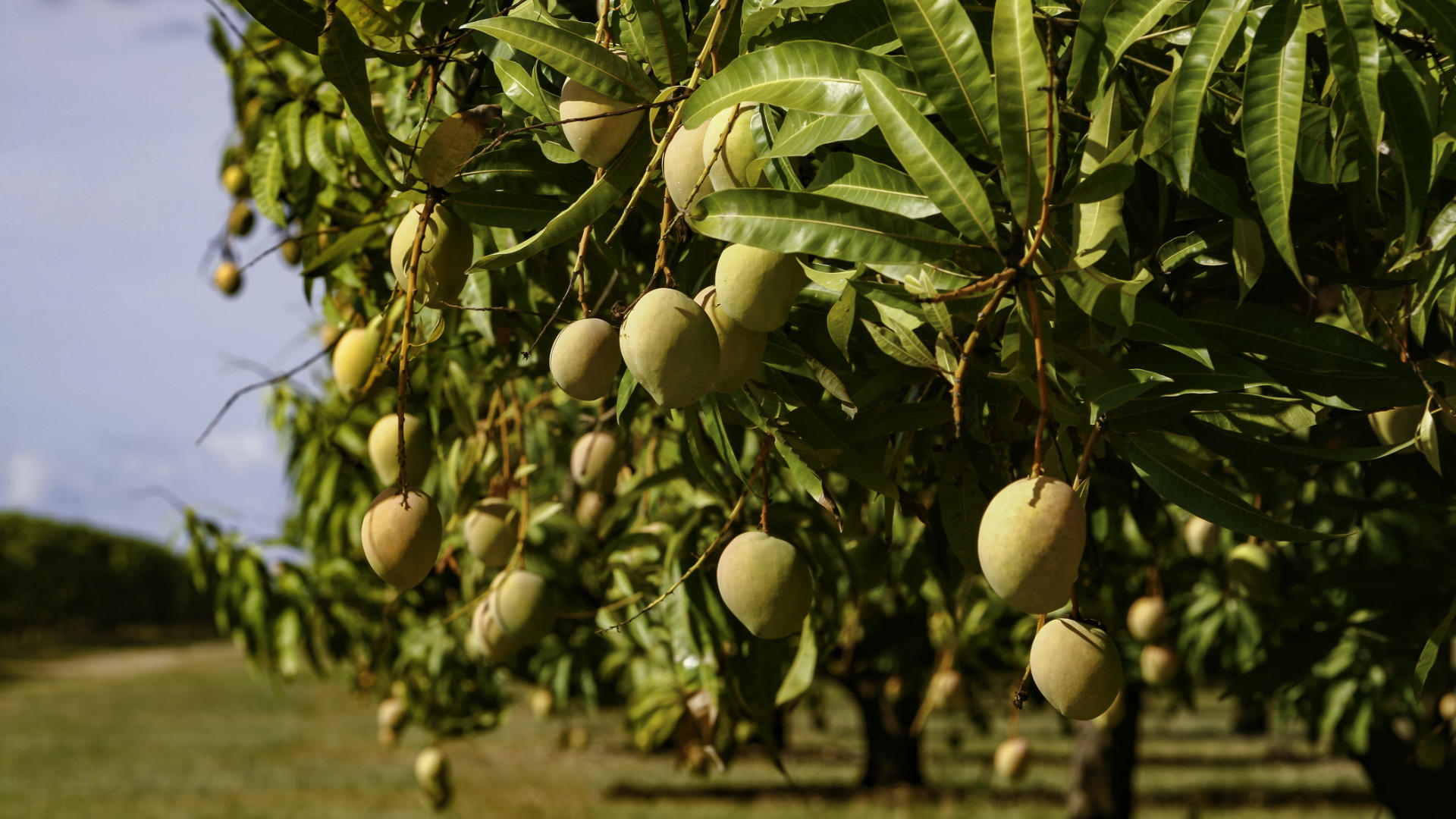 Non mi aspettavo di trovare così tanti campi di manghi in Sicilia. Che belli!